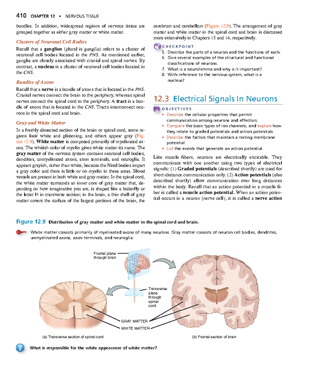 Anatomyand Physiology-148 - 410 CHAPTER 12 • NERVOUS TISSUE cerebrum ...