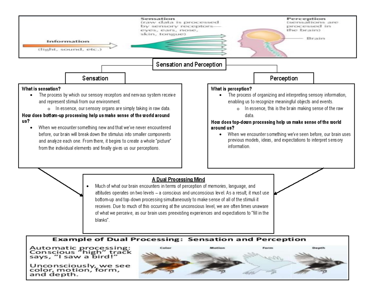 Basics Of Sensation And Perception Notes - Answers-1 - Sensation And ...