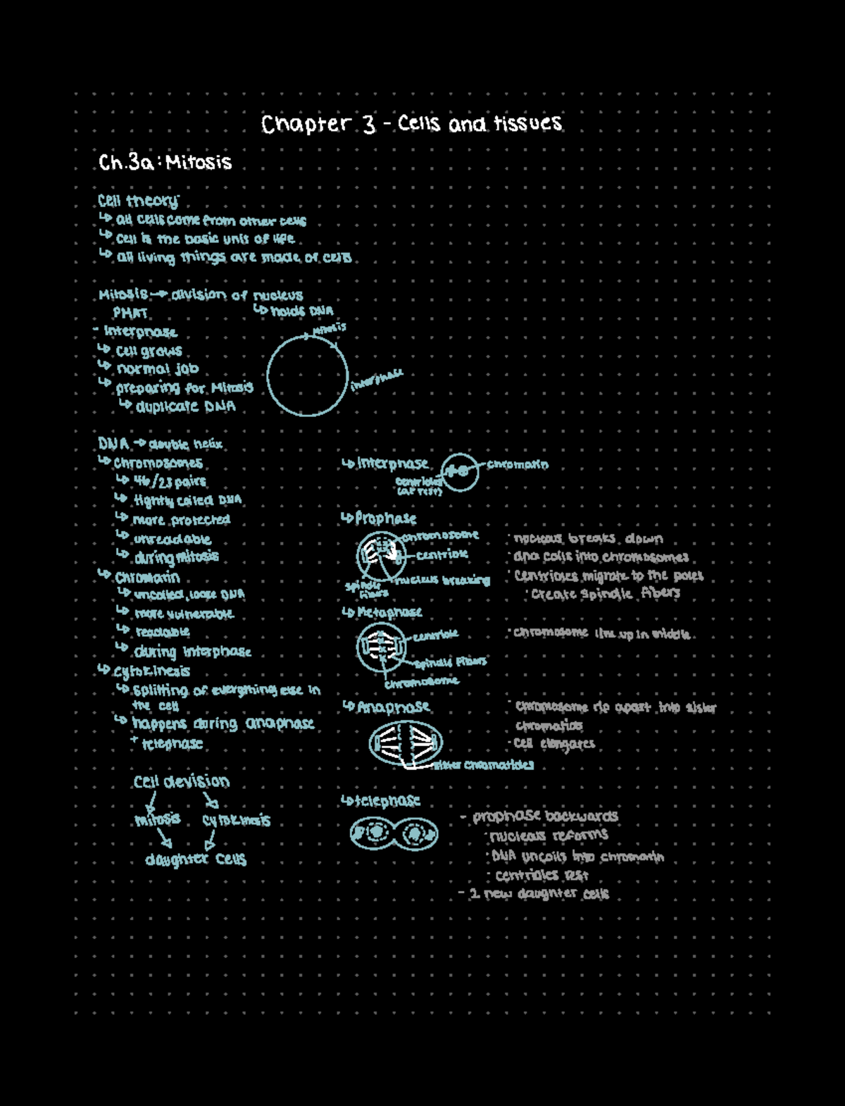 Ch 3 anatomy study notes, cell mitosis and the phases - Chapter 3 cells ...