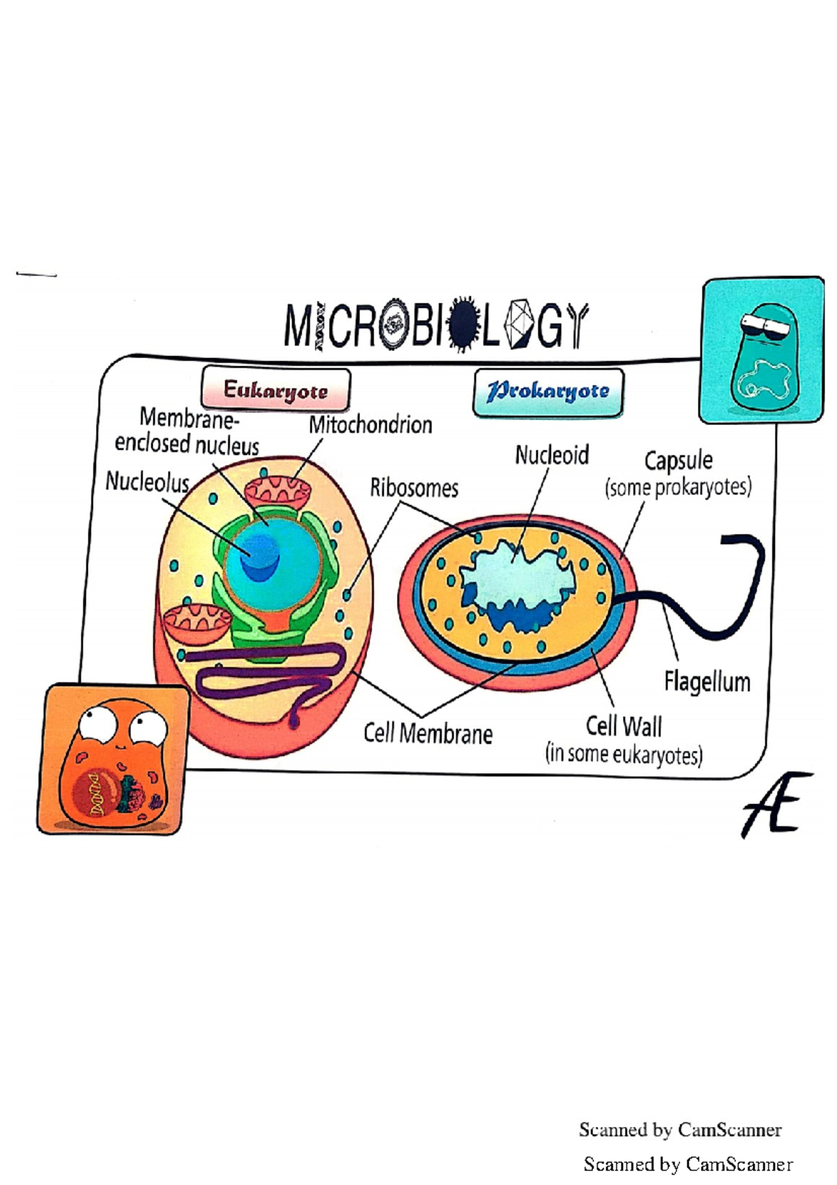 AE - Book 1 - physiology pathology - Studocu