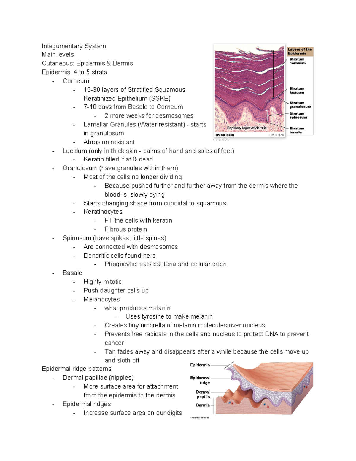 Chapter 5 Notes - Integumentary System Main levels Cutaneous: Epidermis ...