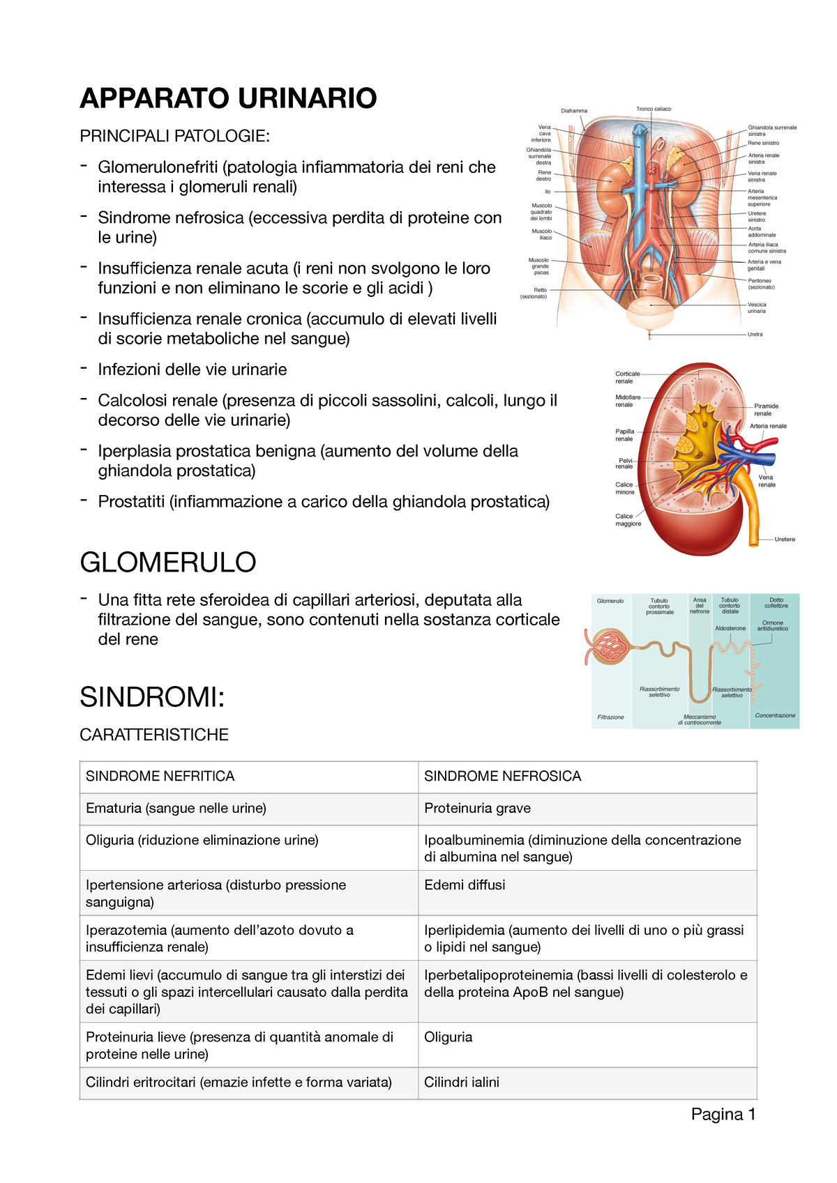 Malattie Renali - Riassunto Patologia - APPARATO URINARIO PRINCIPALI ...