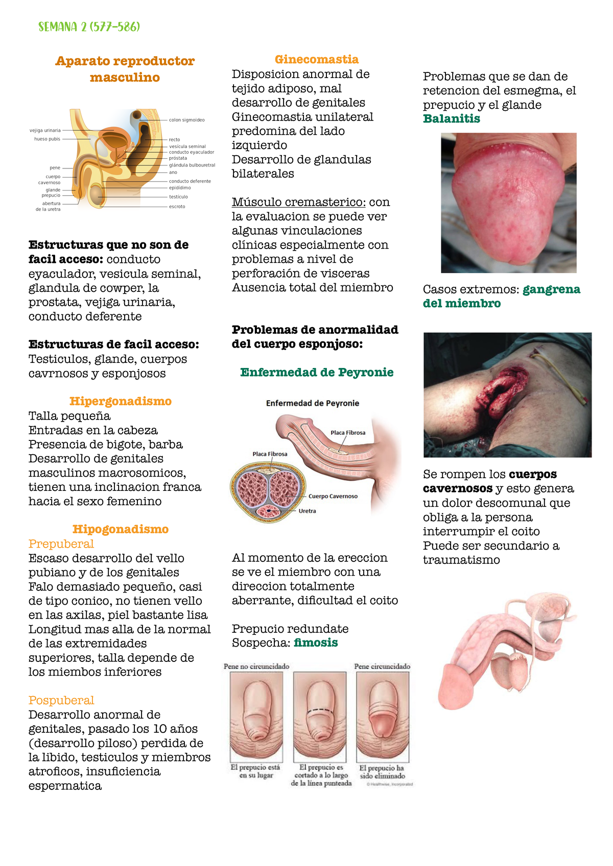 Aparato Reproductor Masculino - Estructuras Que No Son De Facil Acceso ...