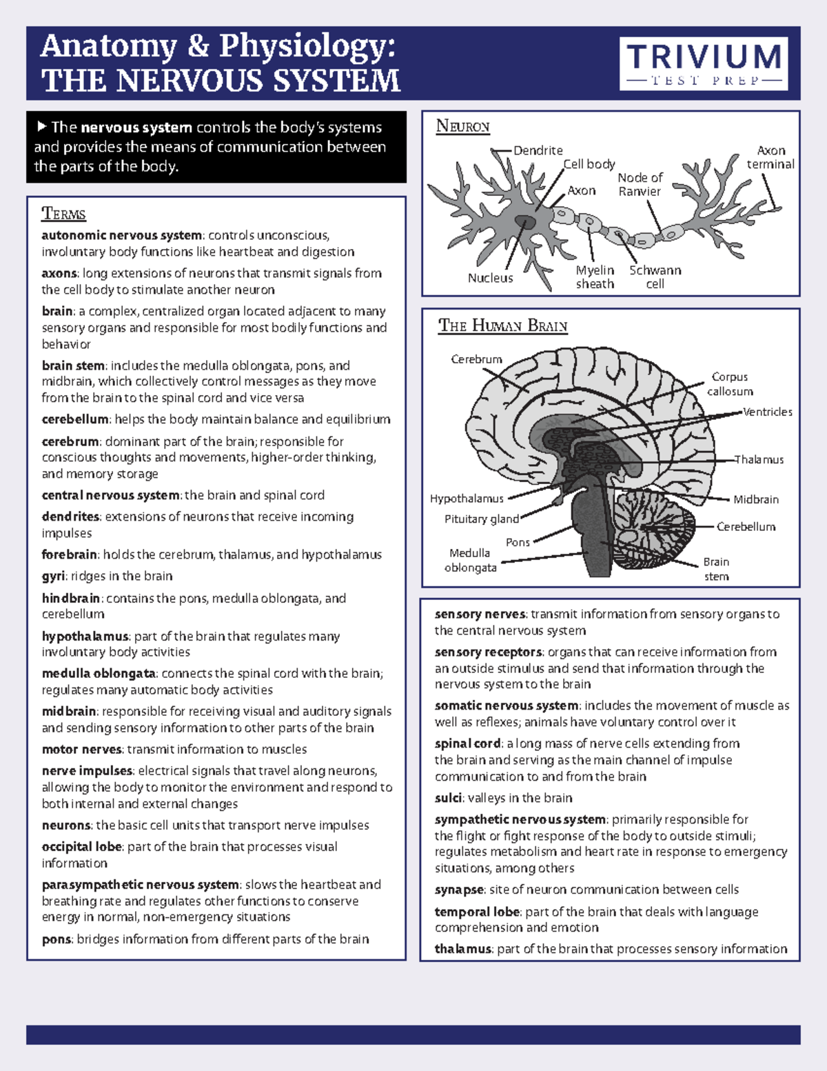 Nervous System - CHEAT SHEETS REVIEWER - Anatomy & Physiology: THE ...