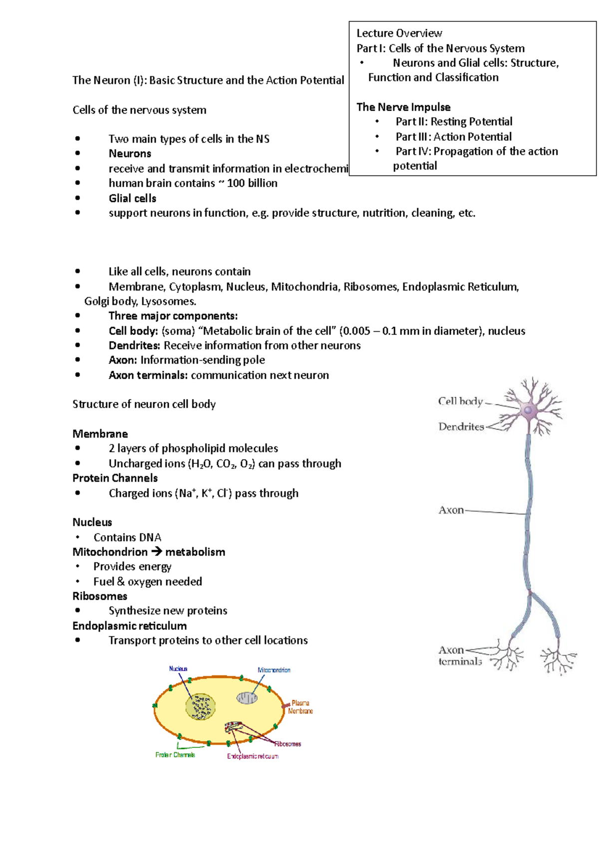 2 Neuron structure and action potential PS1005 - PS1005 - City - Studocu