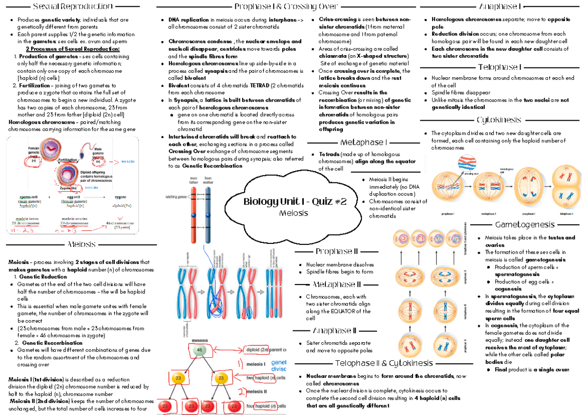 Bio Meiosis Quiz #2 - Sexual Reproduction Produces Genetic Variety ...