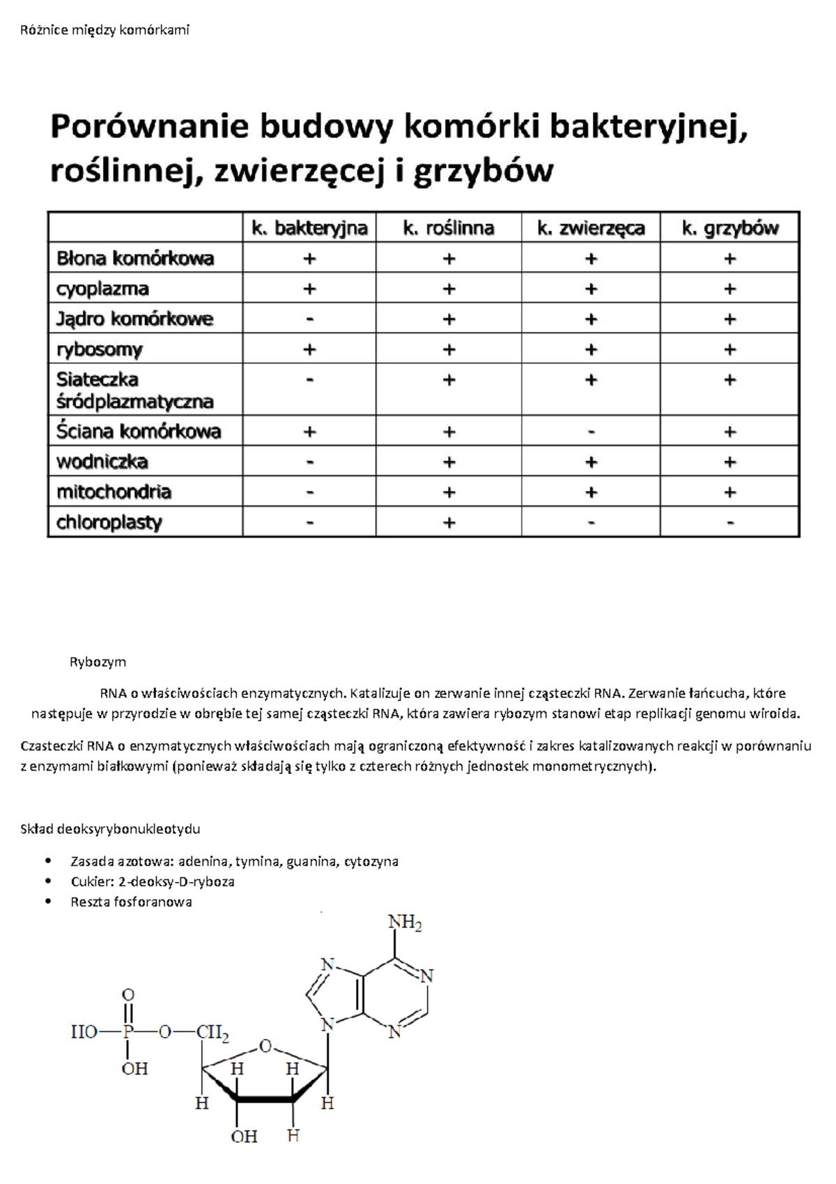 DNA - Genetyka Molekularna - Różnice Między Komórkami Rybozym RNA O ...