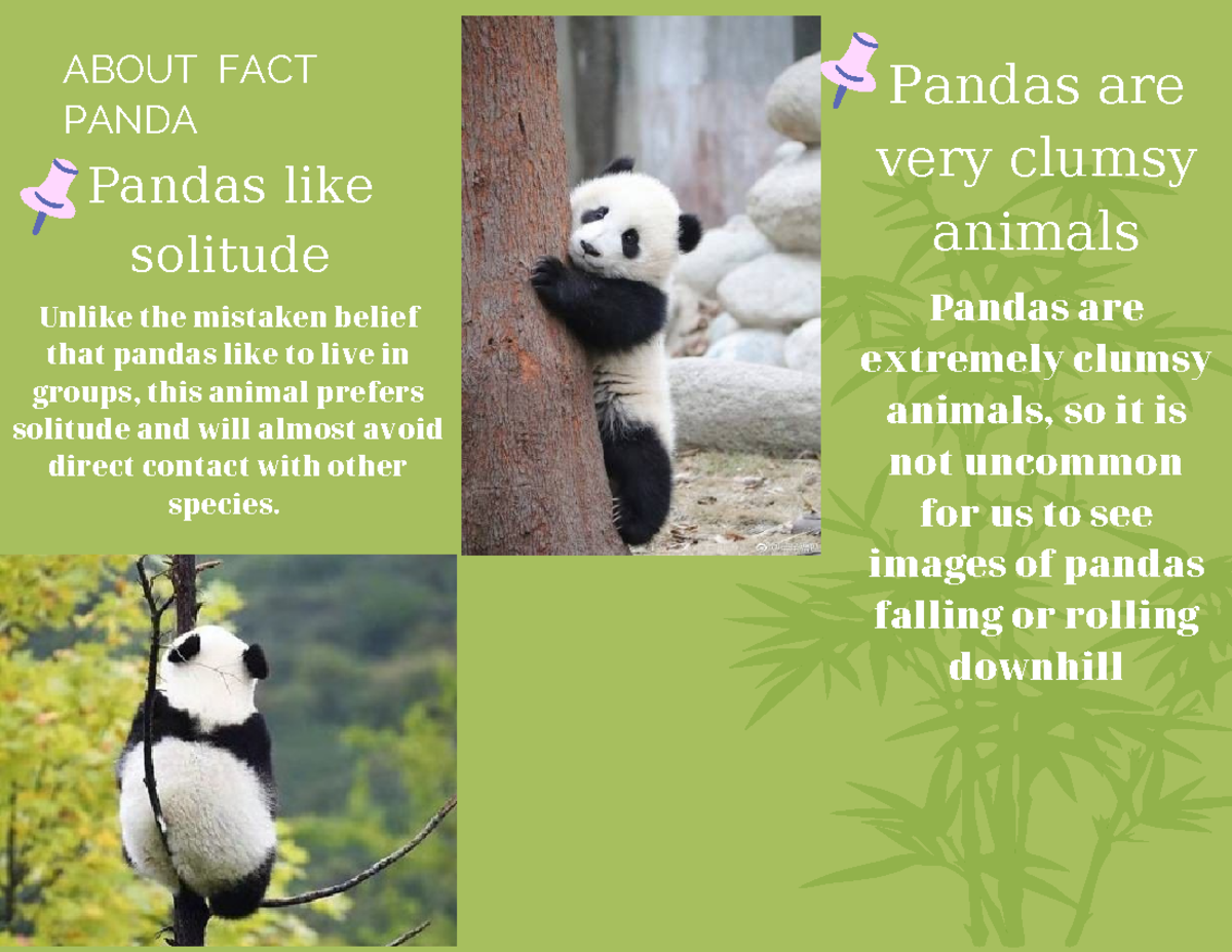 Hahaha poster gấu trúc Pandas are very clumsy animals ABOUT FACT PANDA Unlike the mistaken