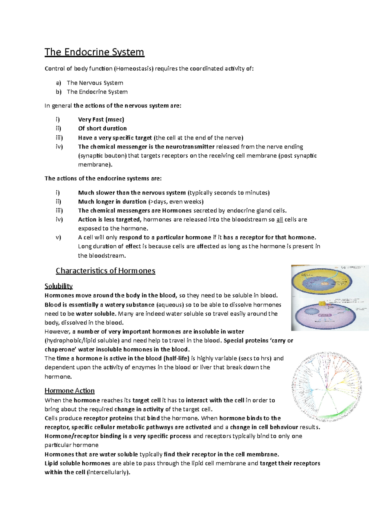 The Endocrine System - The actions of the endocrine systems are: i ...