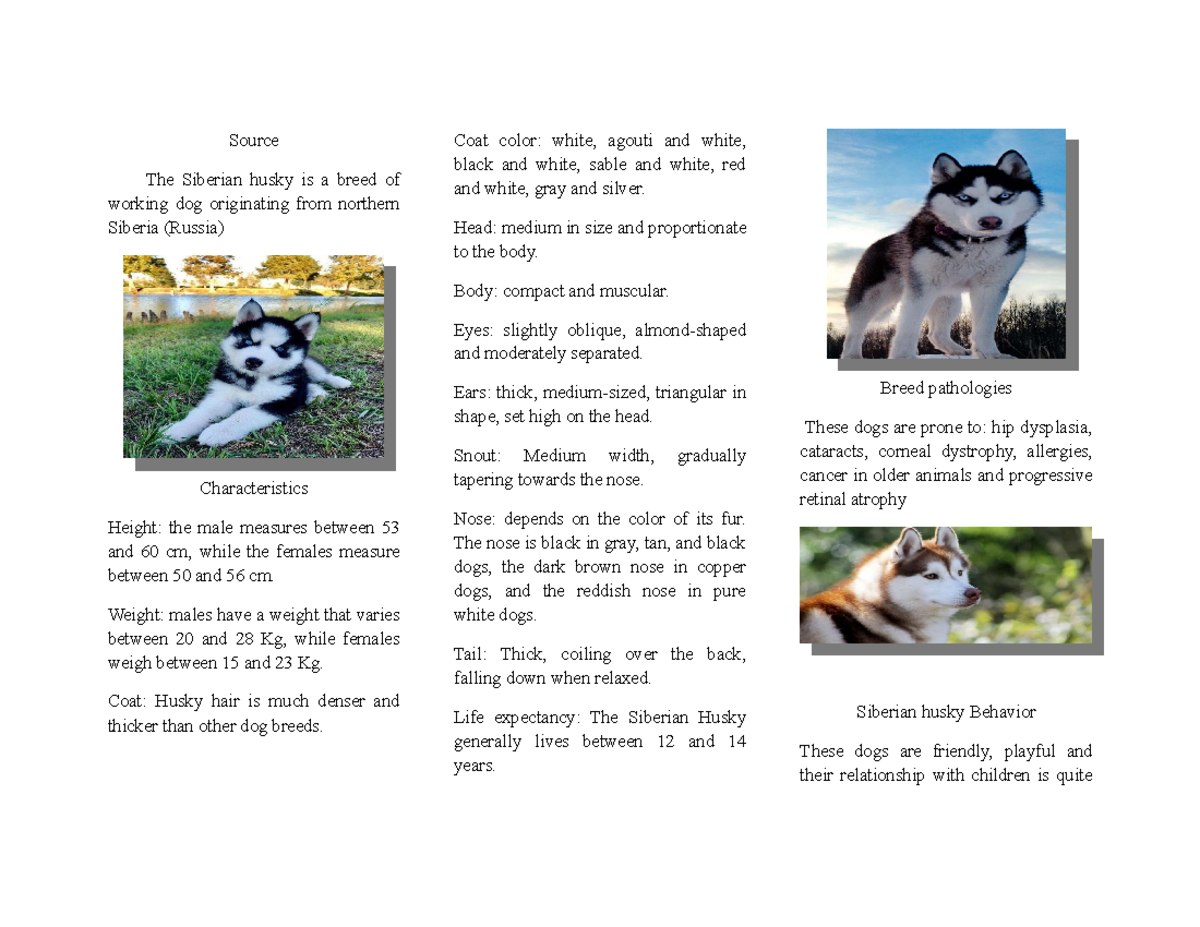 Informacion De Un Perro En Ingles www.studocu.com