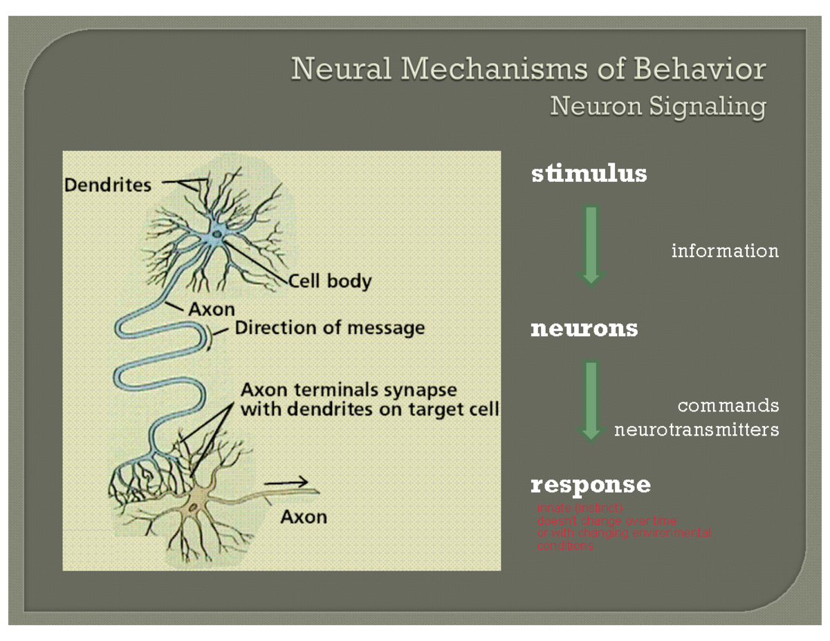 Lecture 4 - Neural Mechanisms - stimulus information neurons commands ...