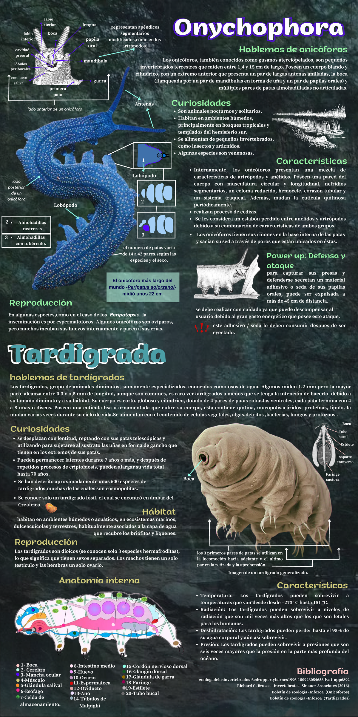 Onicophora y Tardigrada - lengua primera pata papila oral mandibula ...