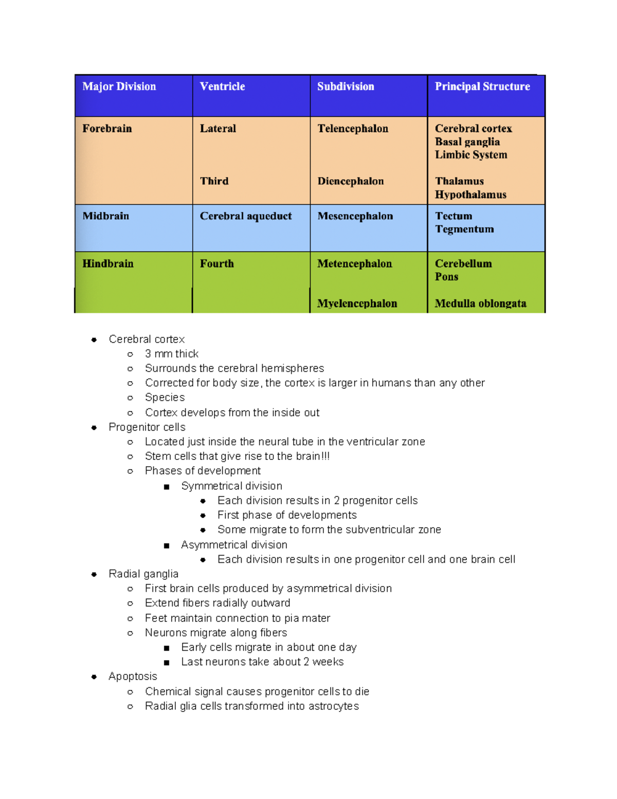 BBB Chapter 2 Notes Part 3 - Cerebral cortex 3 mm thick Surrounds the ...