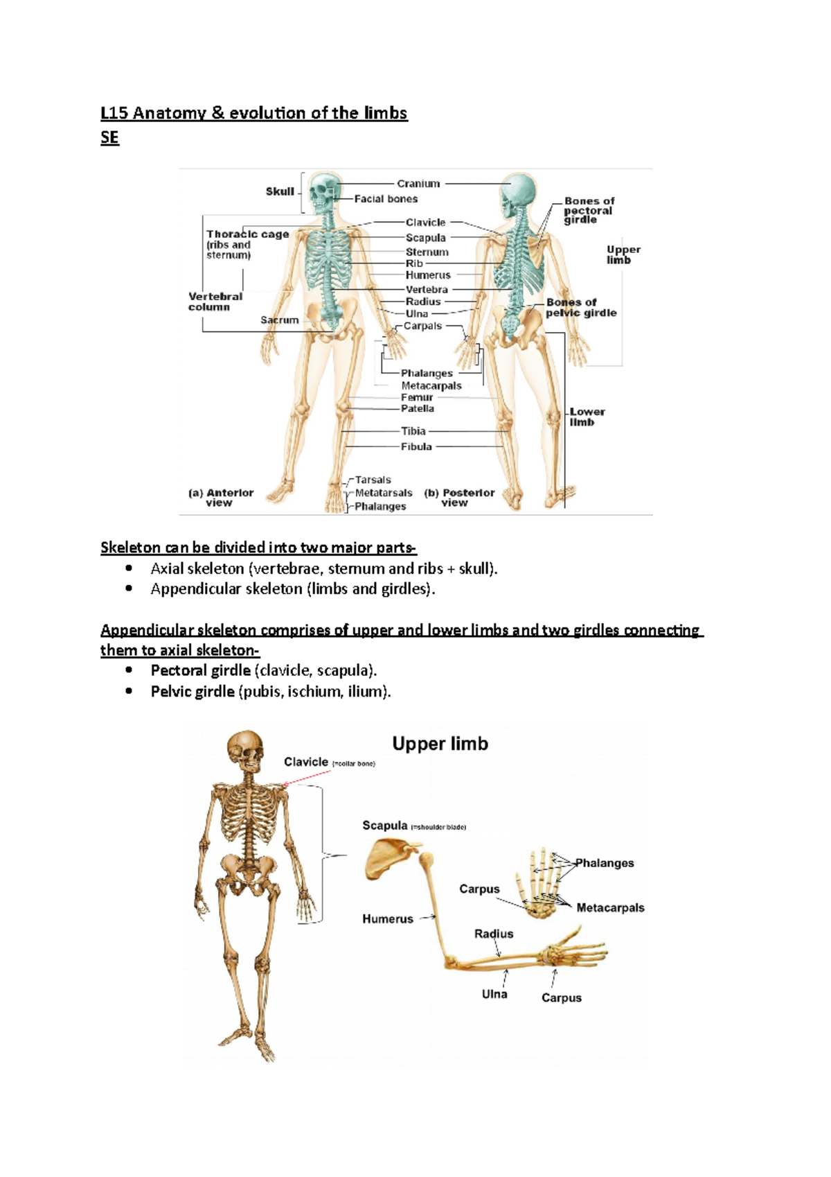 L15 Anat and evo of limbs notes - L15 Anatomy & evolution of the limbs ...