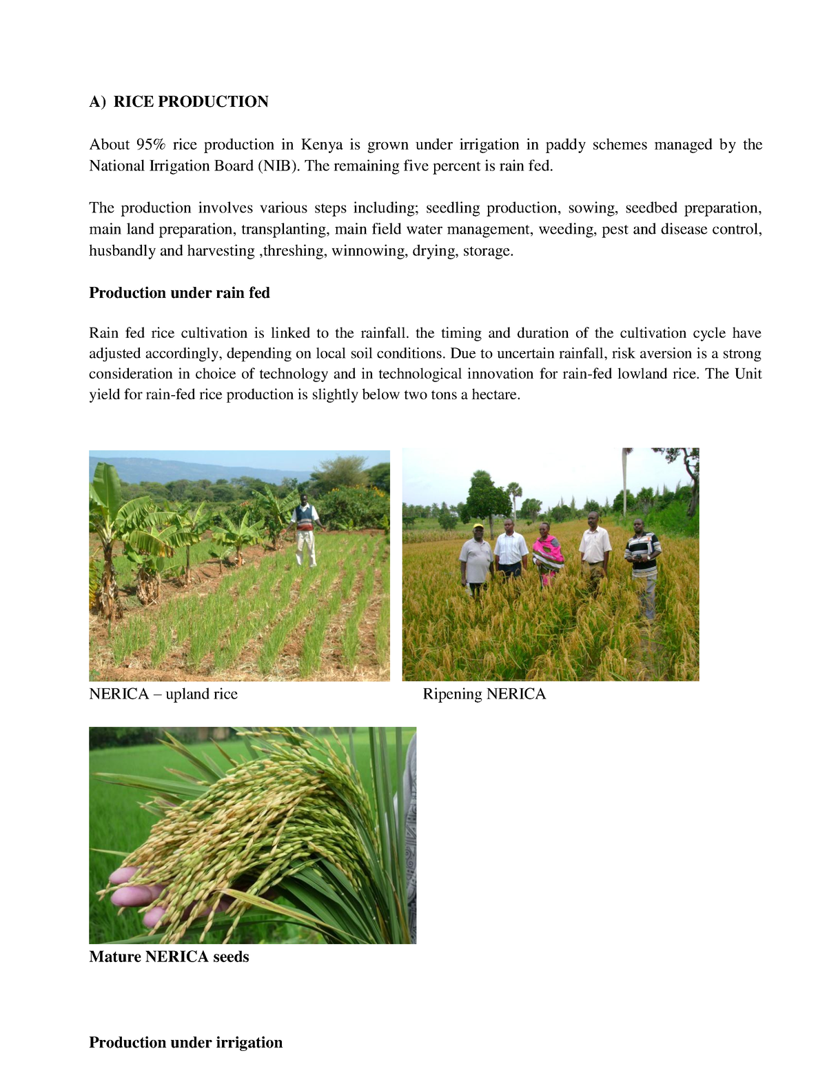 essay on rice production