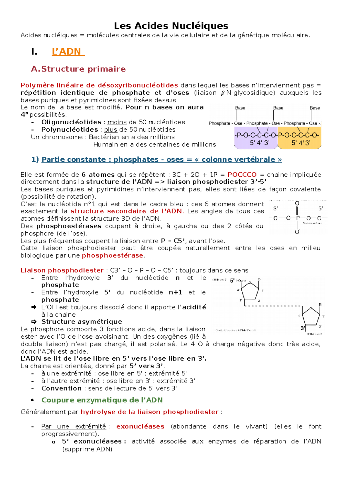 4. Les Acides Nucléiques - Les Acides Nucléiques Acides Nucléiques ...