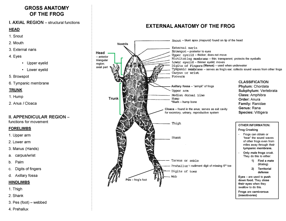 lecture-on-frog-anatomy-bucal-cavity-external-gross-anatomy-of-the-frog-i-axial-region