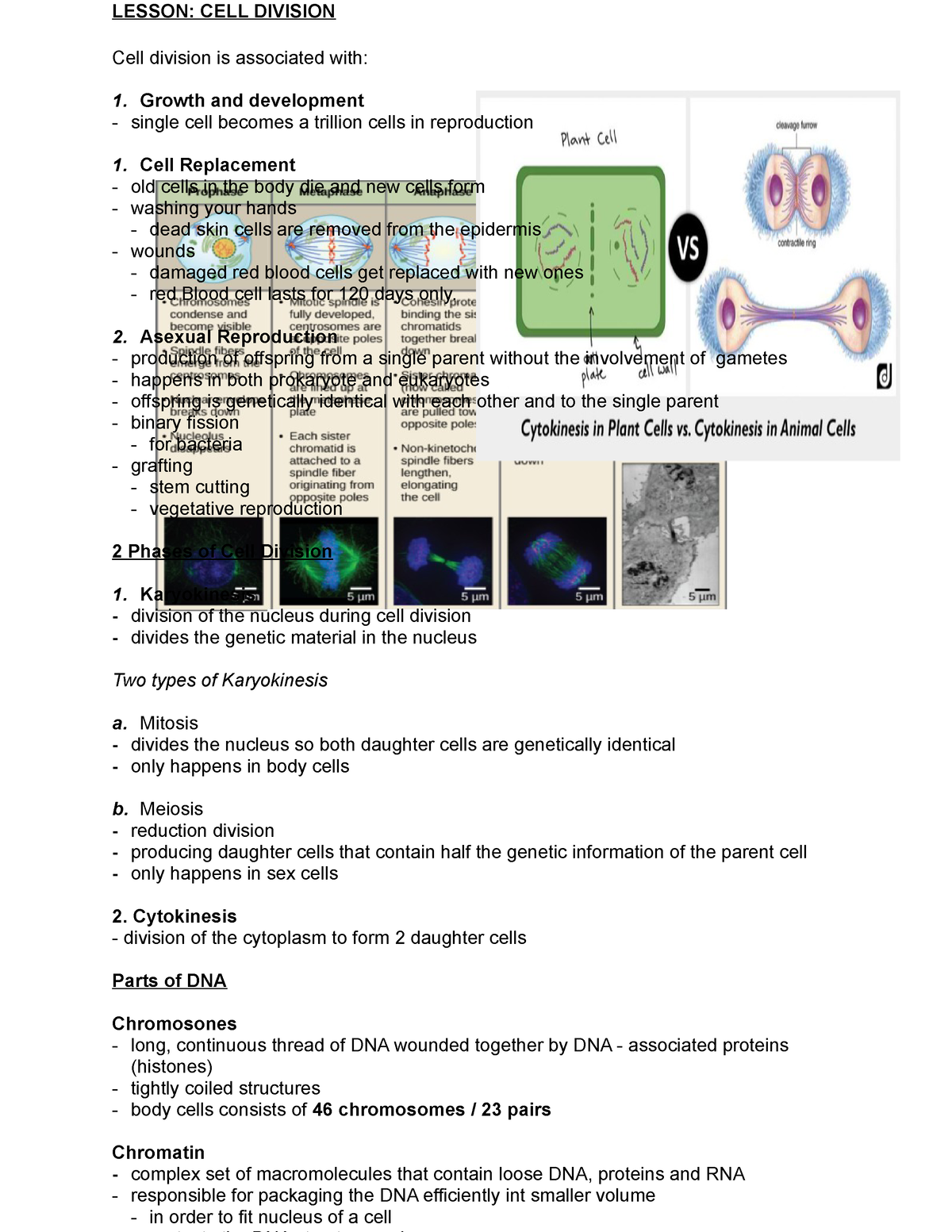 write an assignment on cell division