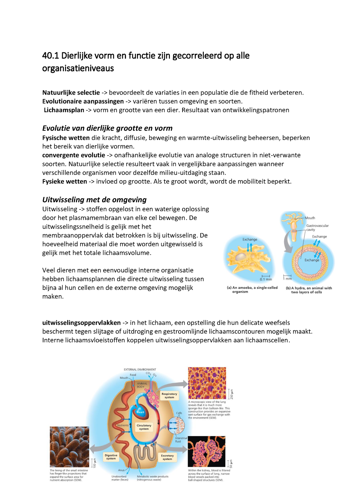 Samenvatting Biologie (BIO11T) - 1 Dierlijke Vorm En Functie Zijn ...