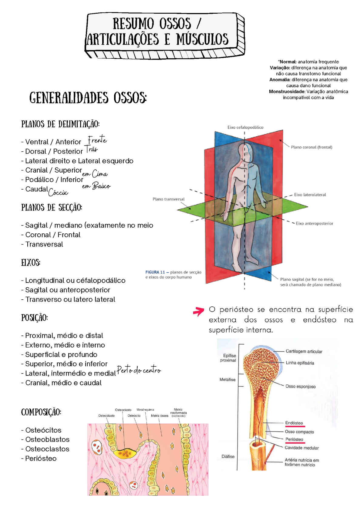 Resumo Ossos, Articulações E Músculos - Resumo Ossos / Articulações E ...