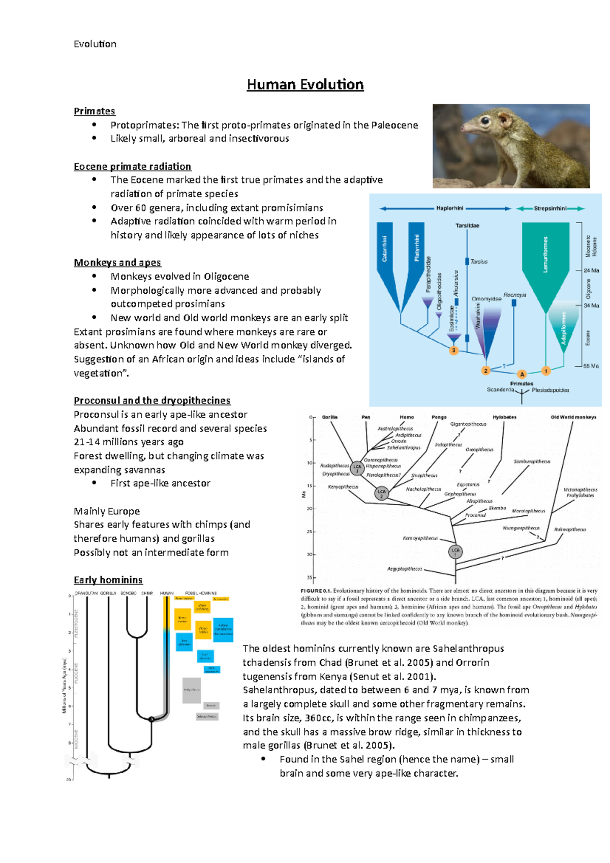 Human Evolution - notes - Human Evolution Primates Protoprimates: The ...