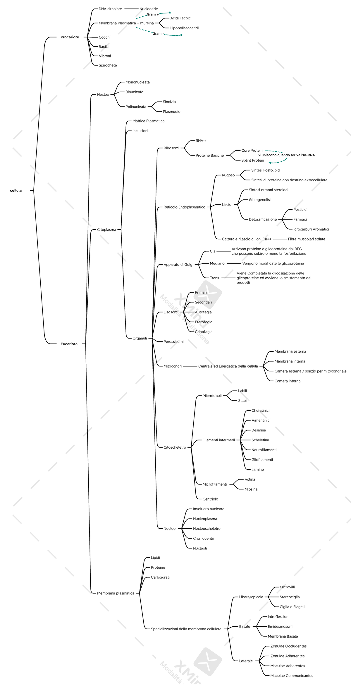 Cellula - schema pre esame o esonero / ripasso veloce - Biologia ...