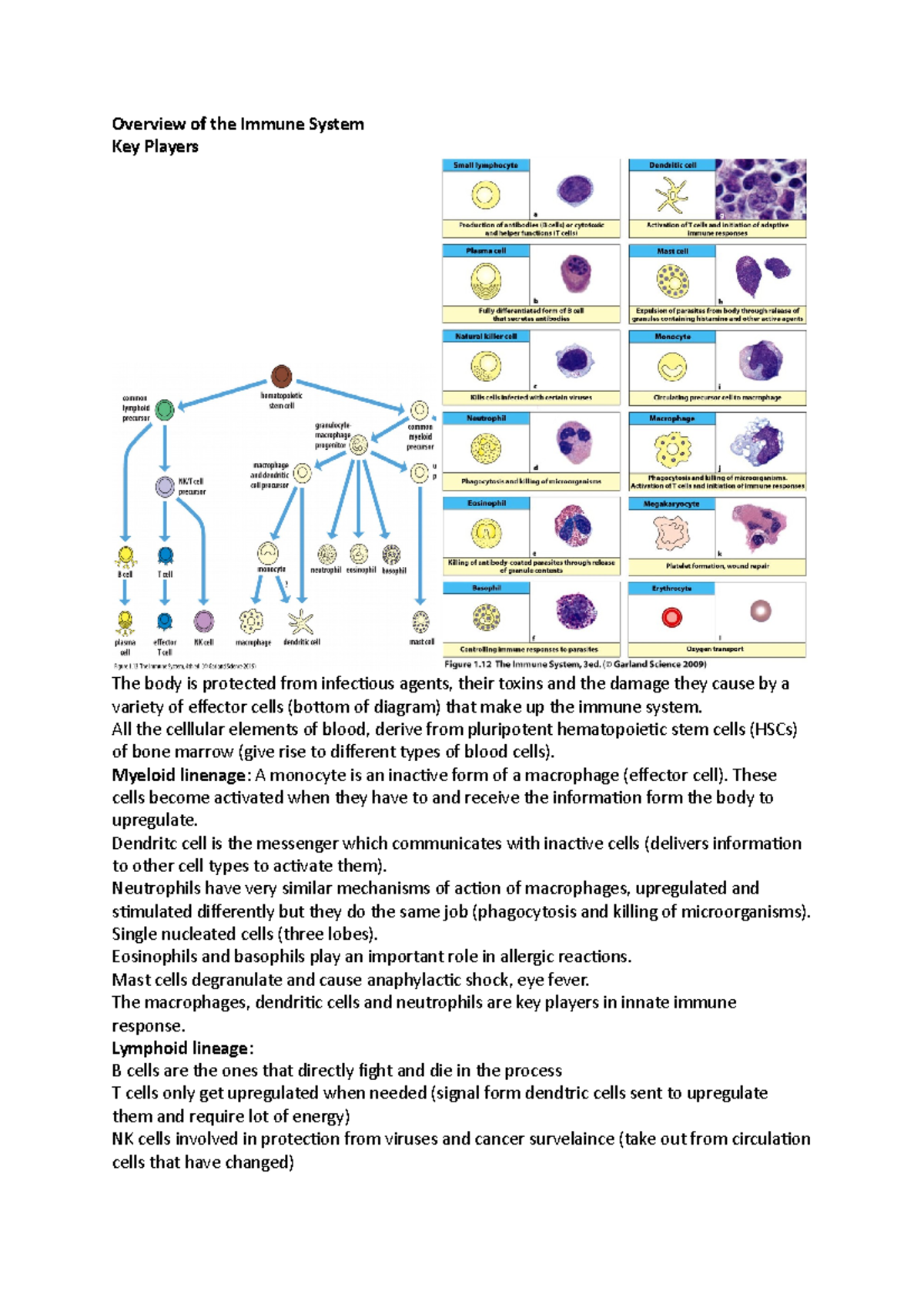 Dr gibson Immunology NOTES - Overview of the Immune System Key Players ...