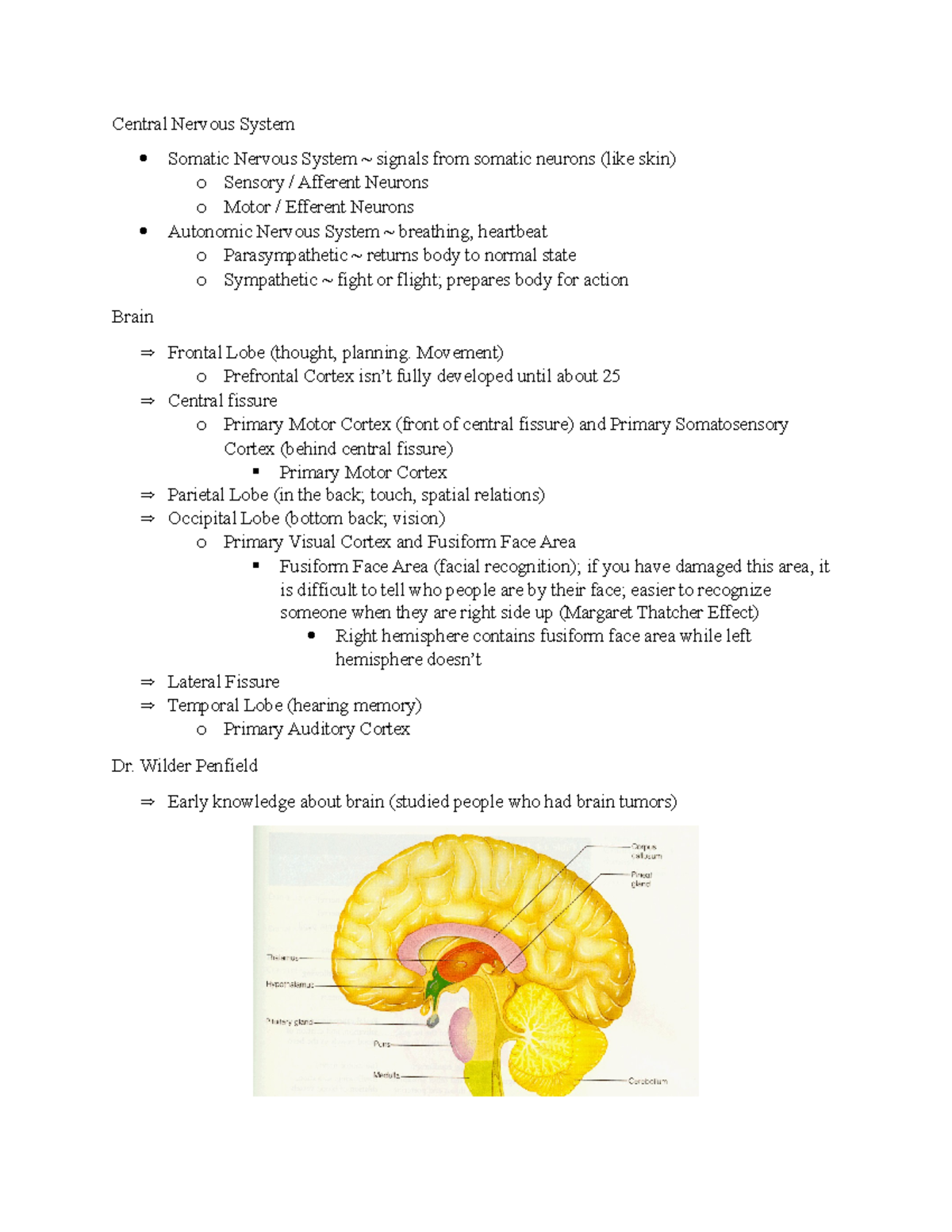 Biopsychology And Neuroscience - Central Nervous System Somatic Nervous ...