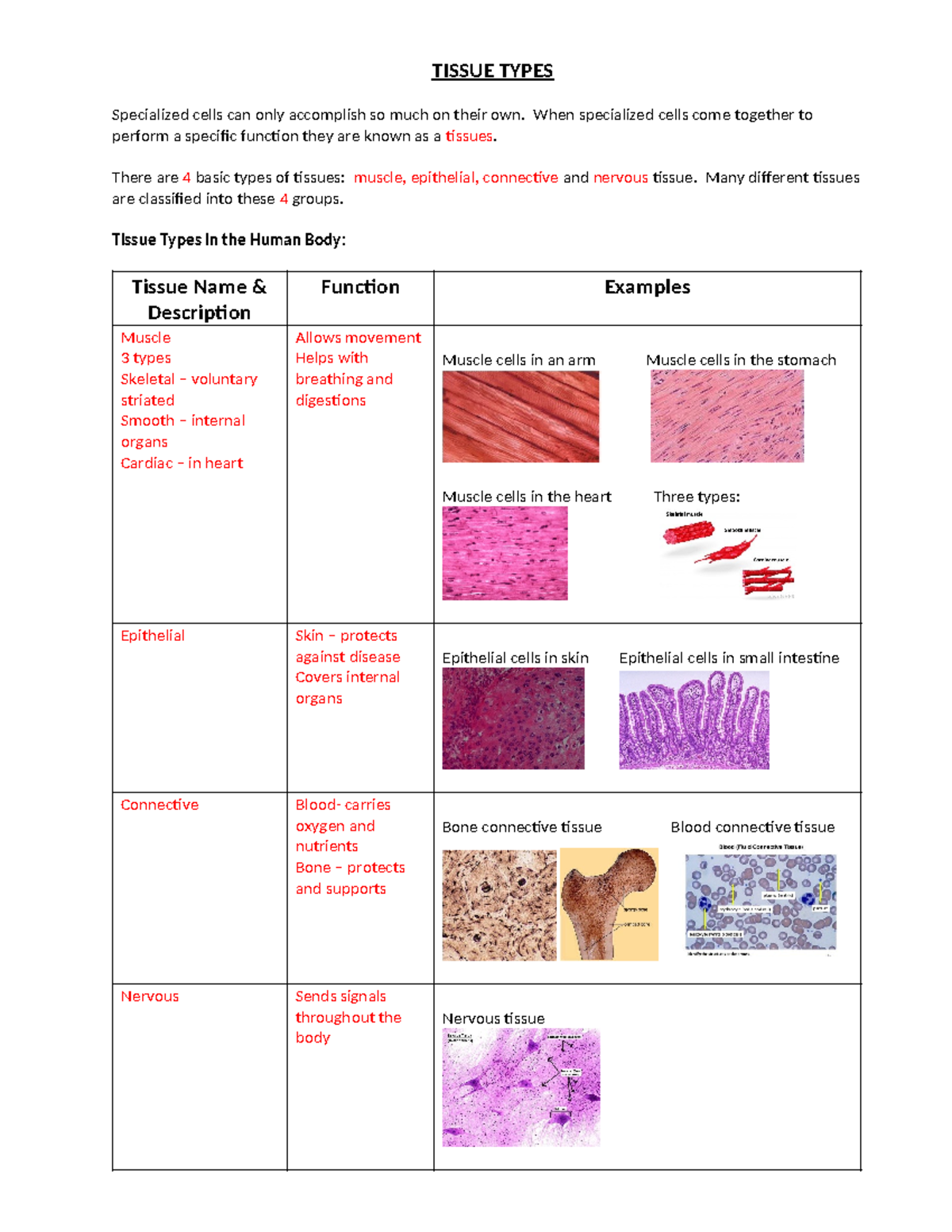 1935a25d0700b62adb074e66b6487b29 - TISSUE TYPES Specialized cells can ...