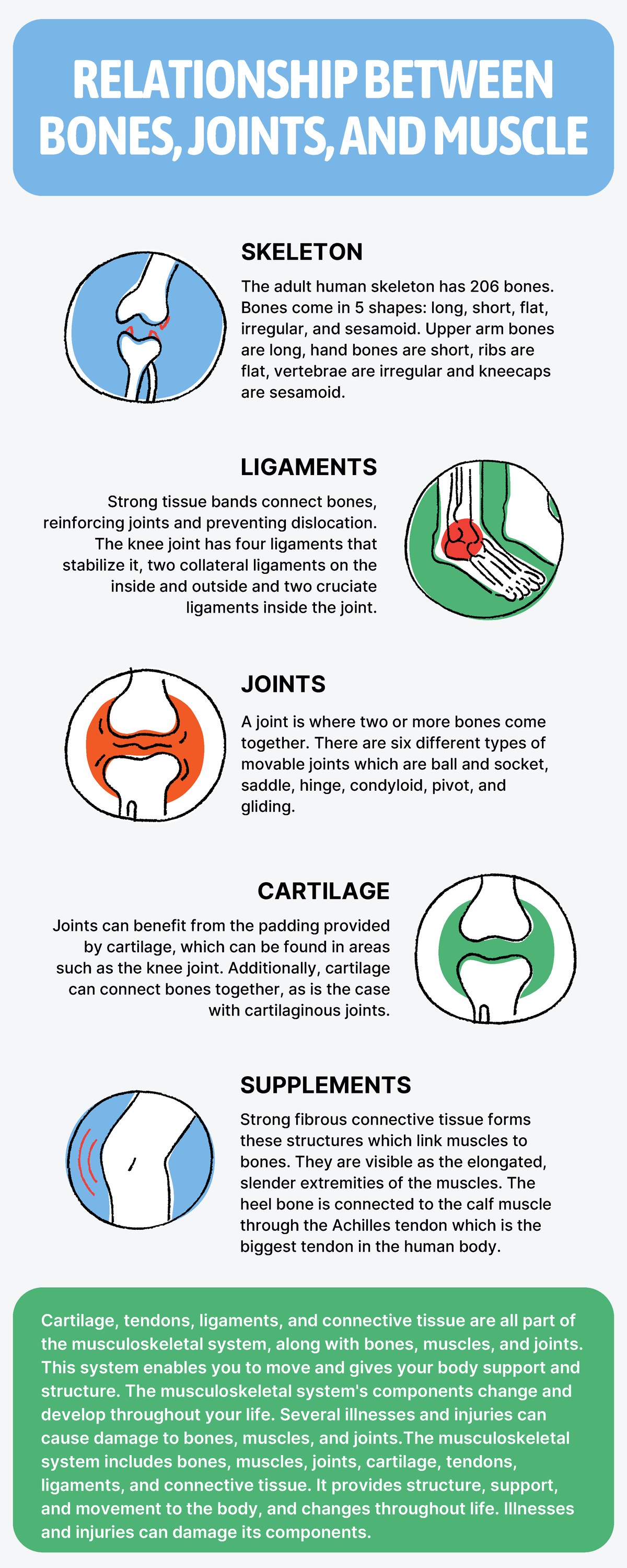 M2. Check - In Activity II - RELATIONSHIP BETWEEN BONES, JOINTS, AND ...