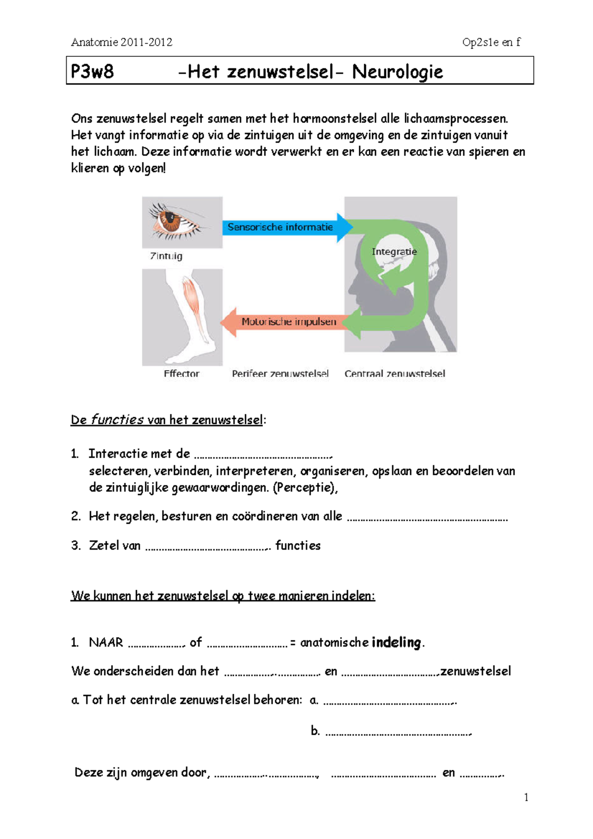 P3 W8 Zenuwstelsel - Oefenmateriaal Anatomie Fysiologie - P3w8 -Het ...