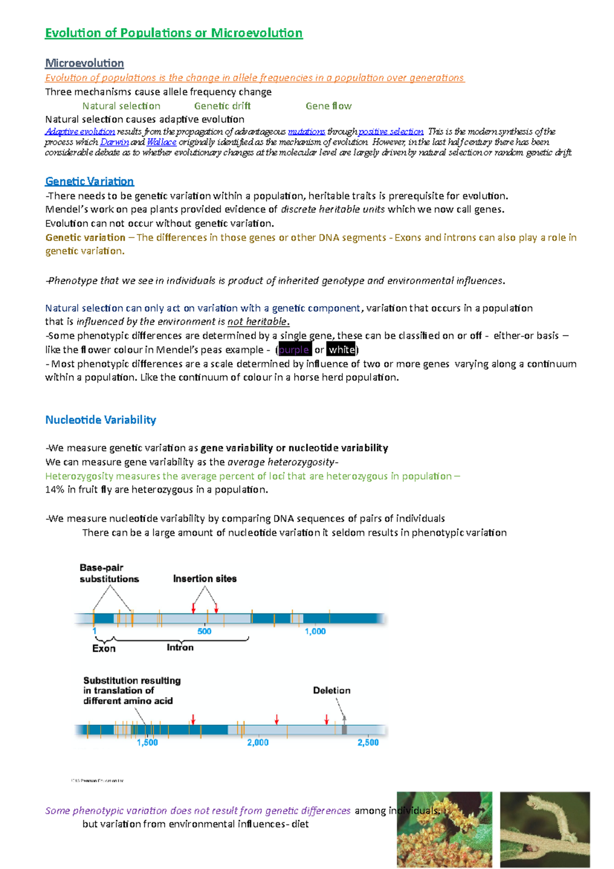 Evolution of Populations or Microevolution - Evolution of Populations ...
