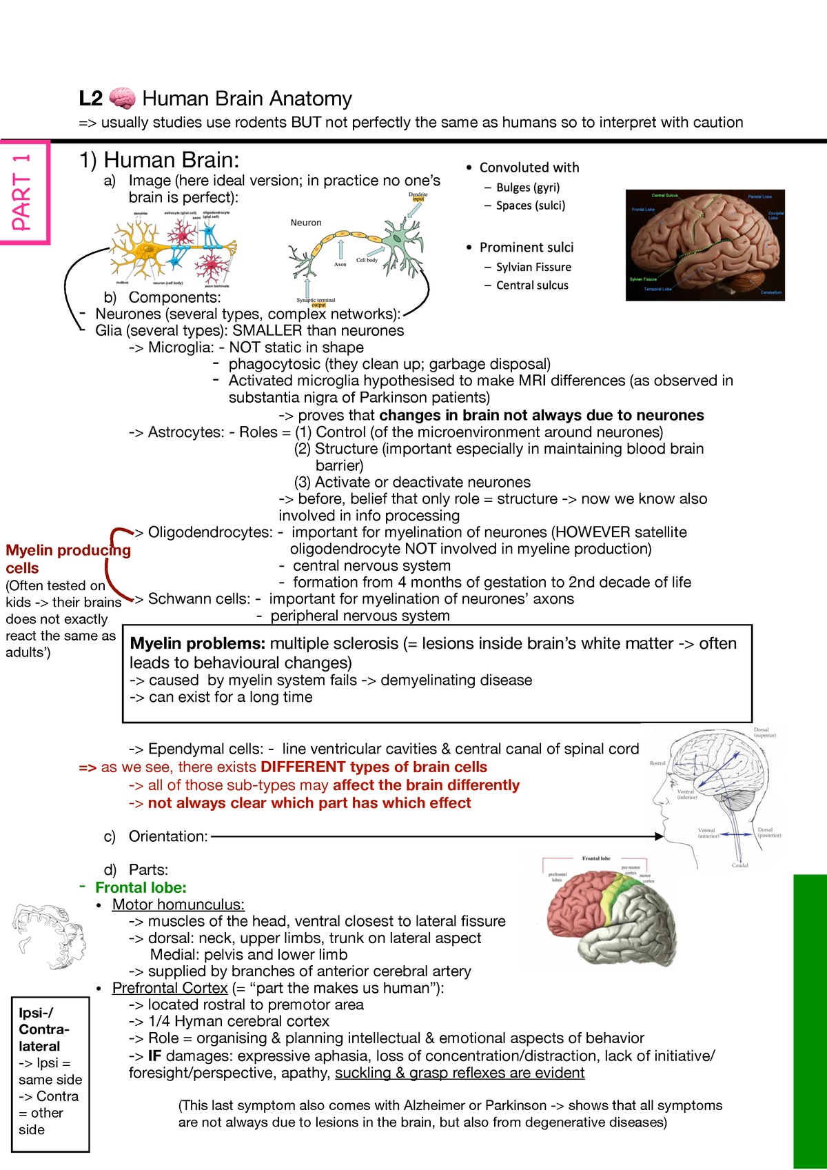 L2 🧠 - human brain anatomy - L2 🧠 Human Brain Anatomy ...