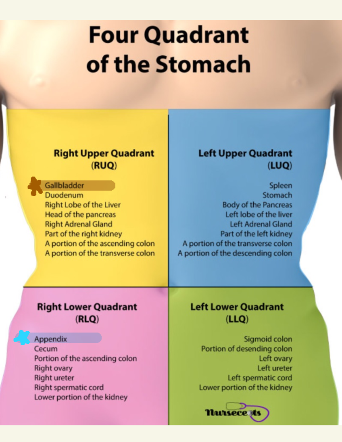 Stomach Quadrants - Hand notes - NUR 1930 - A A - Studocu