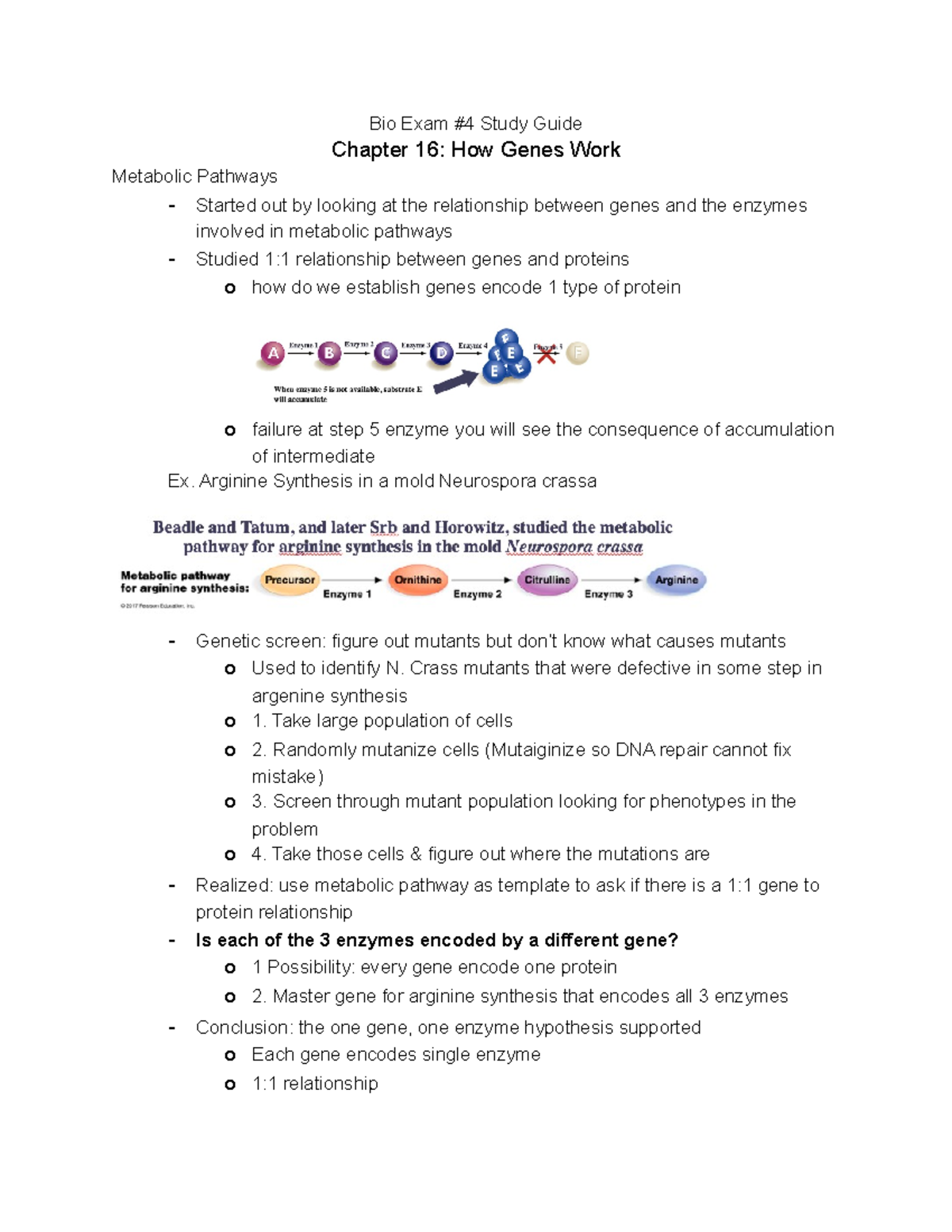 Exam 4 Study Guide - Exam 4 Outline - Bio Exam #4 Study Guide Chapter ...