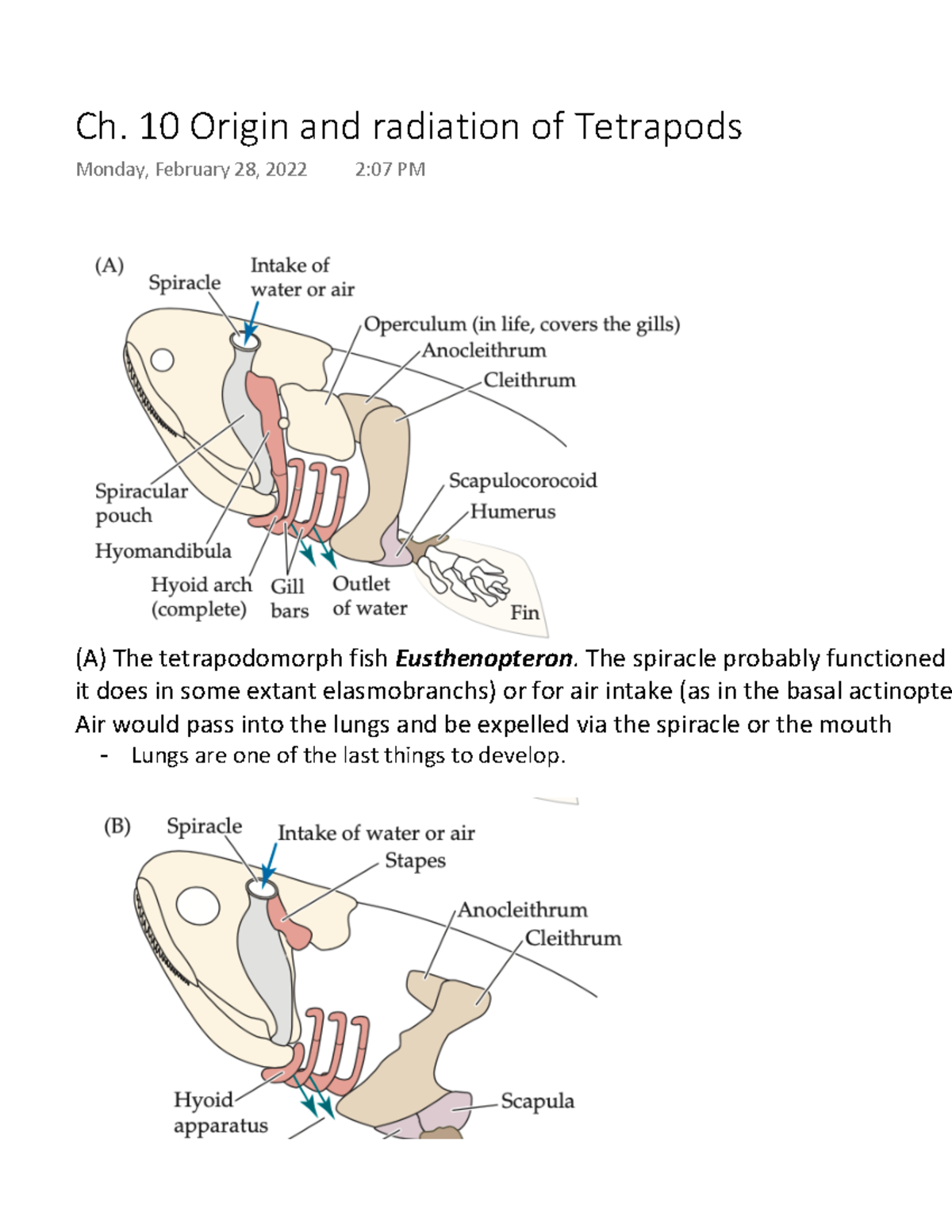 Ch. 10 Origin and radiation of Tetrapods - (A) The tetrapodomorph fish ...