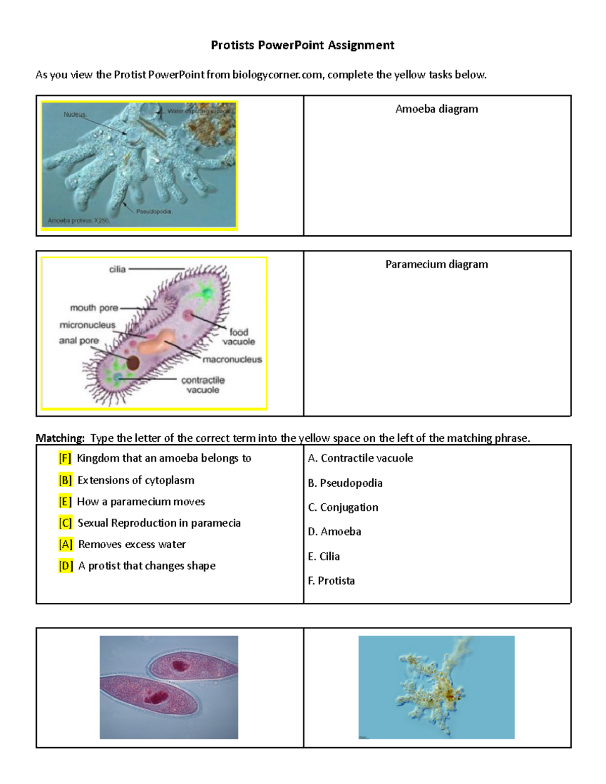 Kingdom Protista Assignment - Protists PowerPoint Assignment As You ...