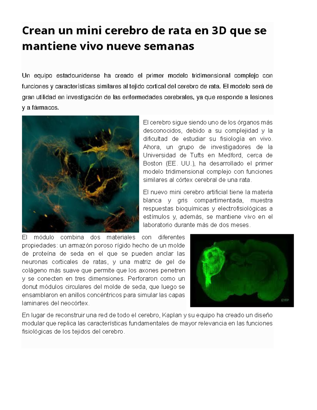 Tarea química - Crean un mini cerebro de rata en 3D que se mantiene ...