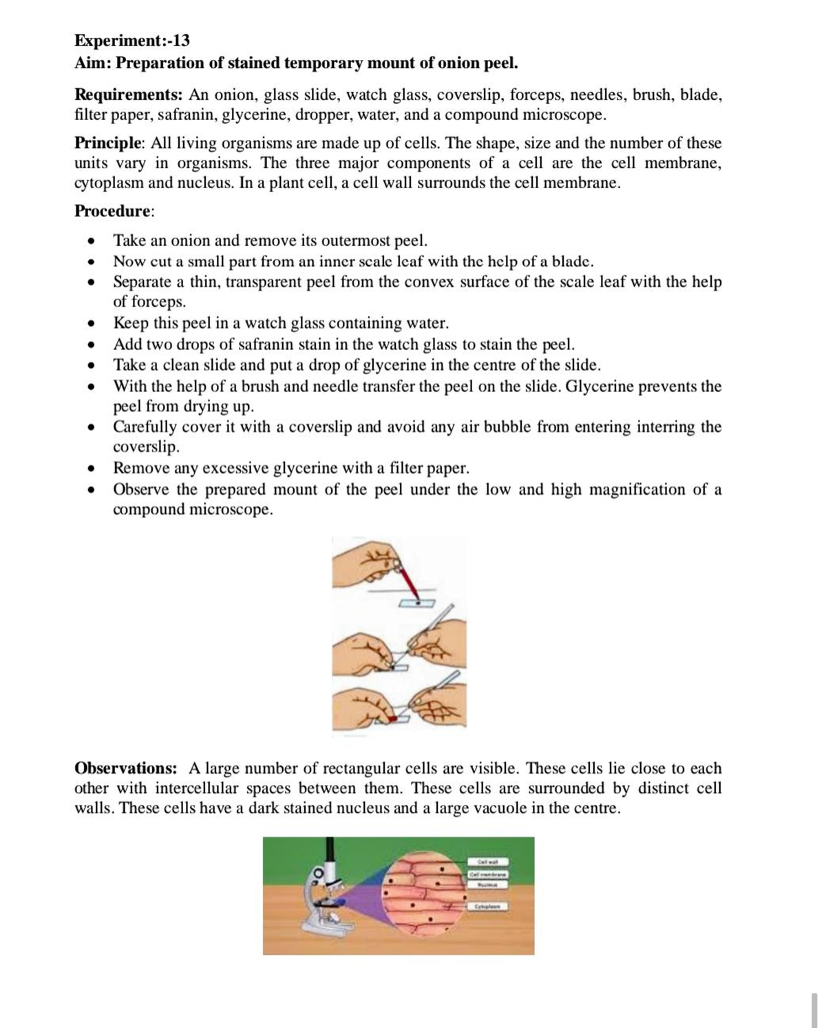 A Step-by-Step Guide To The Preparation Of Stained Temporary Mounts Of ...