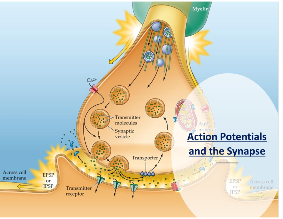 (5) PSYC 355 Synapse and Action Potential-pdf - PSYC 355 - Studocu