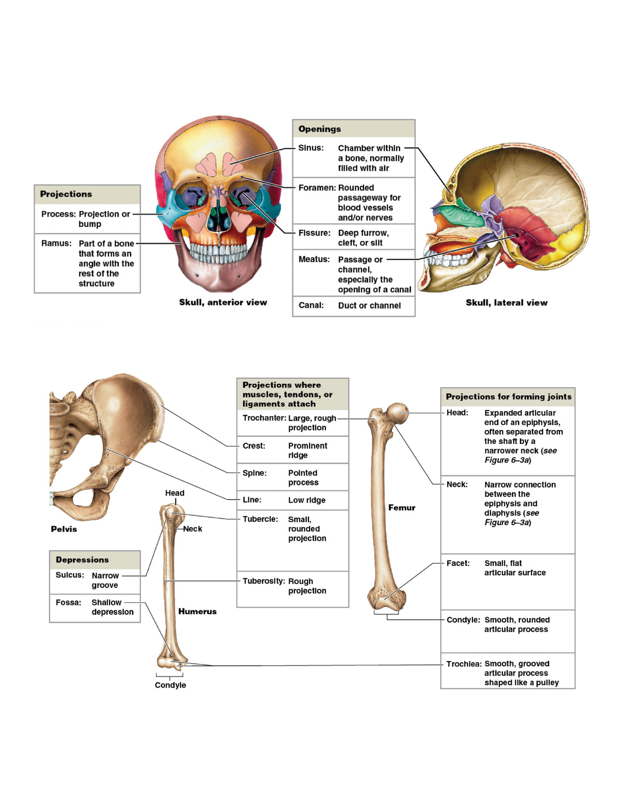 Anatomy and Physiology I- Skeletal System Pt 1 - BIO220 - Studocu