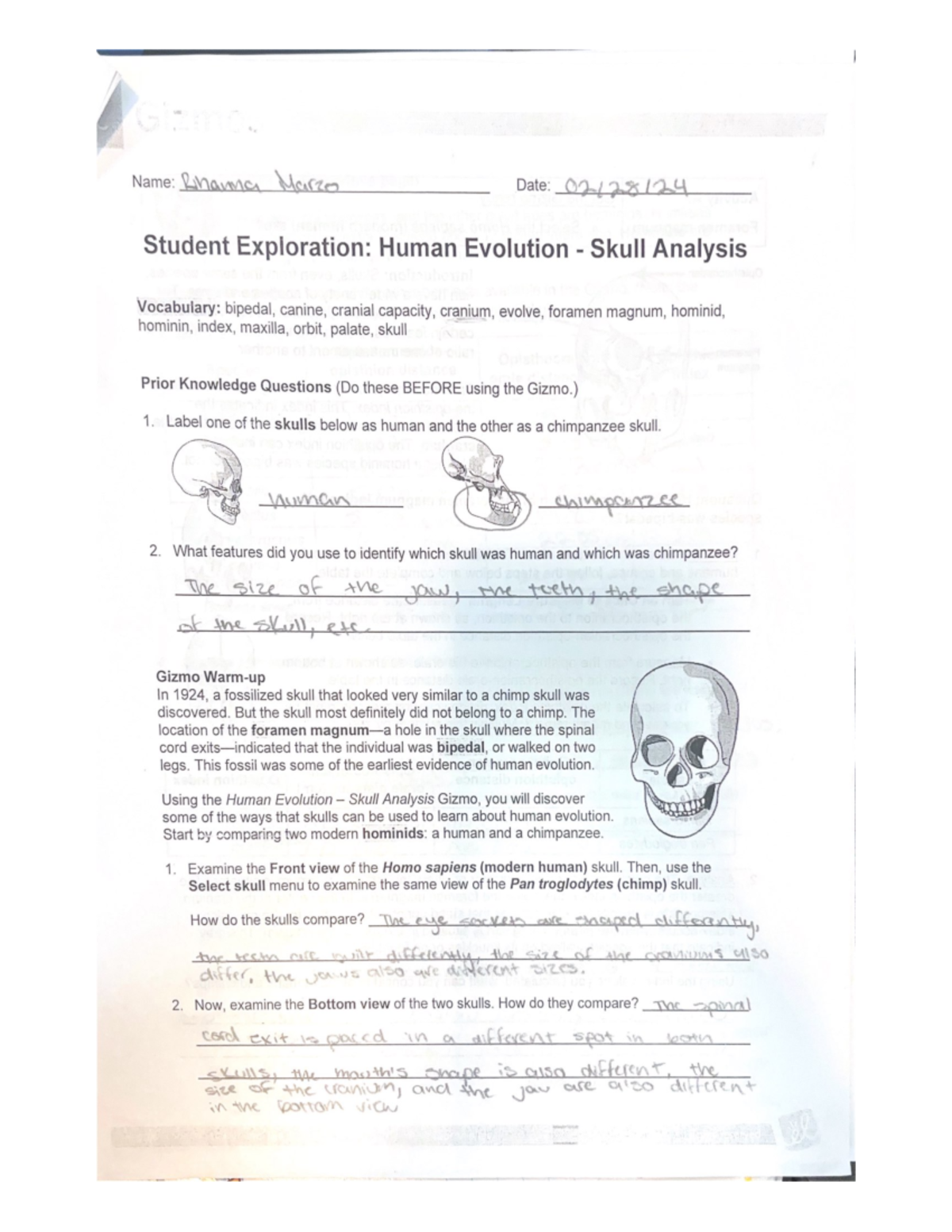 Student Exploration Human Evolution - Skull Analysis 2 - Studocu