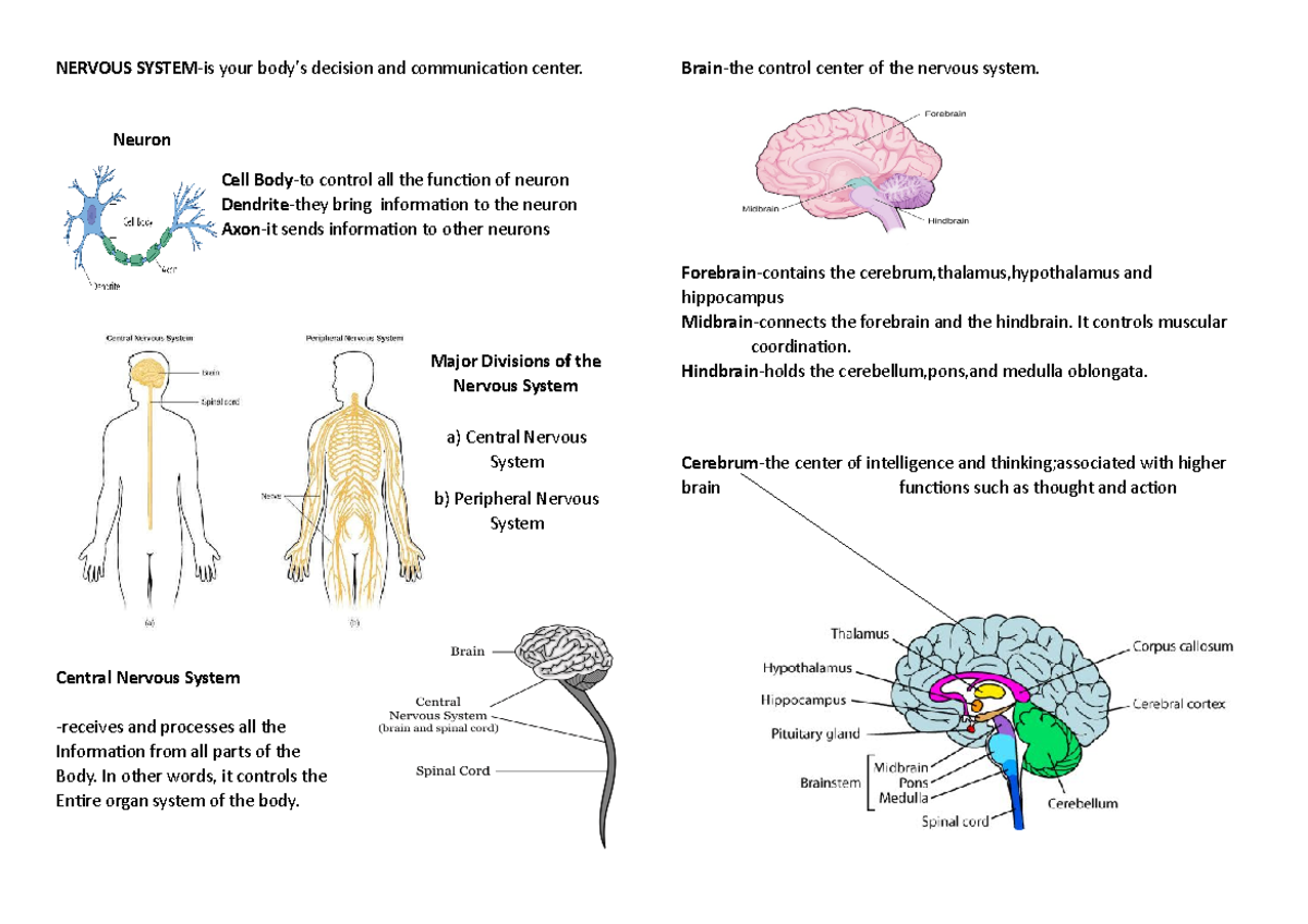 Science-3rd-quarter - notes - NERVOUS SYSTEM-is your body’s decision ...