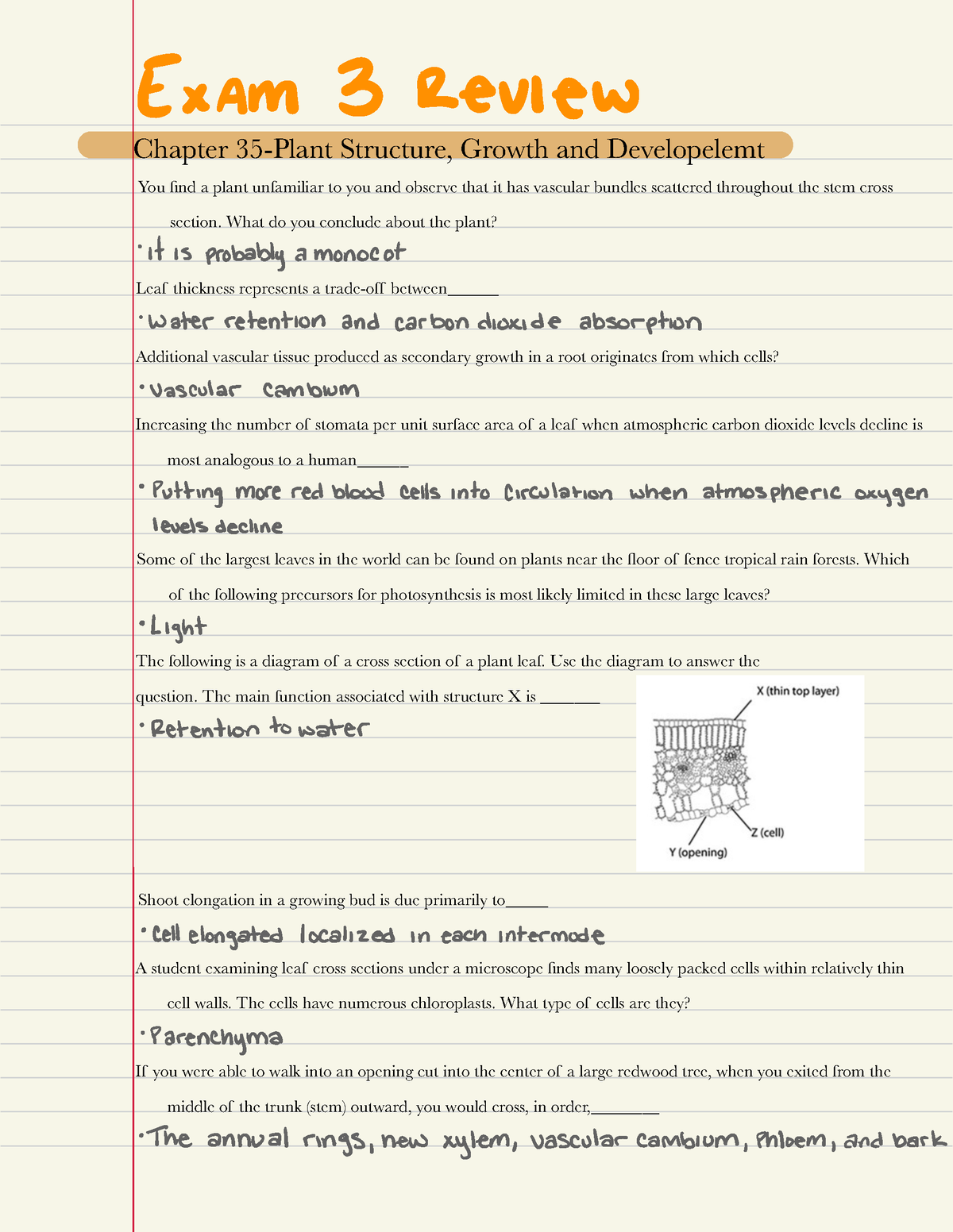 Organisms Biology Module 3 Exam Prep - Chapter 35-Plant Structure