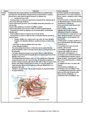 CARA - resumen de cara - 19. CRÁNEO La línea de Poirier separa la ...