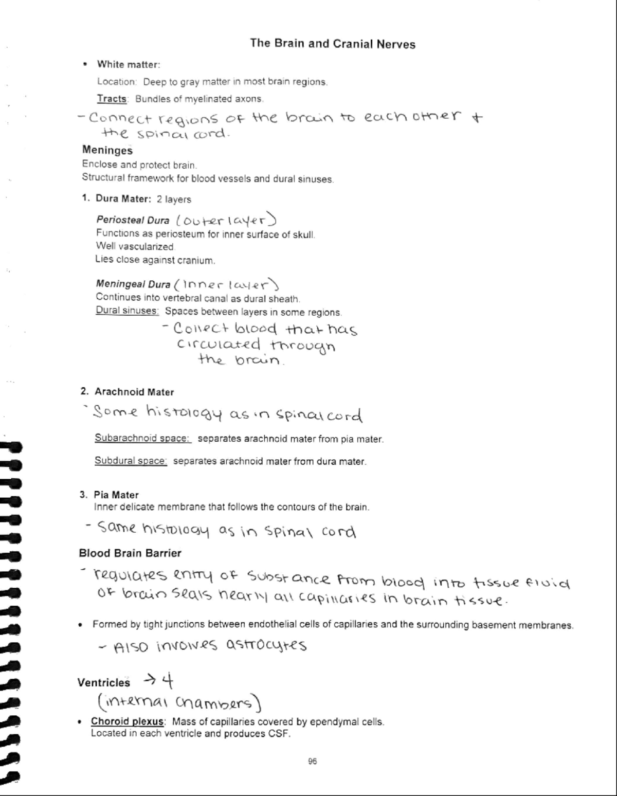 2023-03-07 20-19 The Brain and Cranial Nerves - BIO 2004 - Studocu