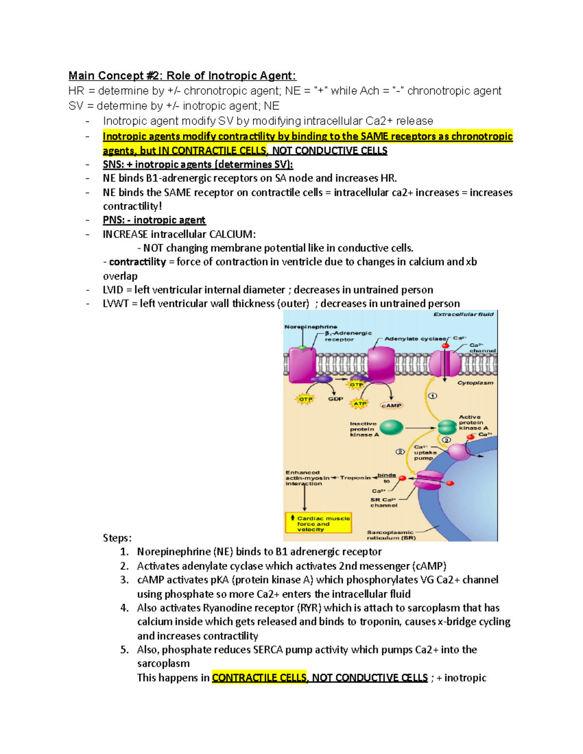 bio-472-final-exam-notes-page-2-main-concept-2-role-of-inotropic