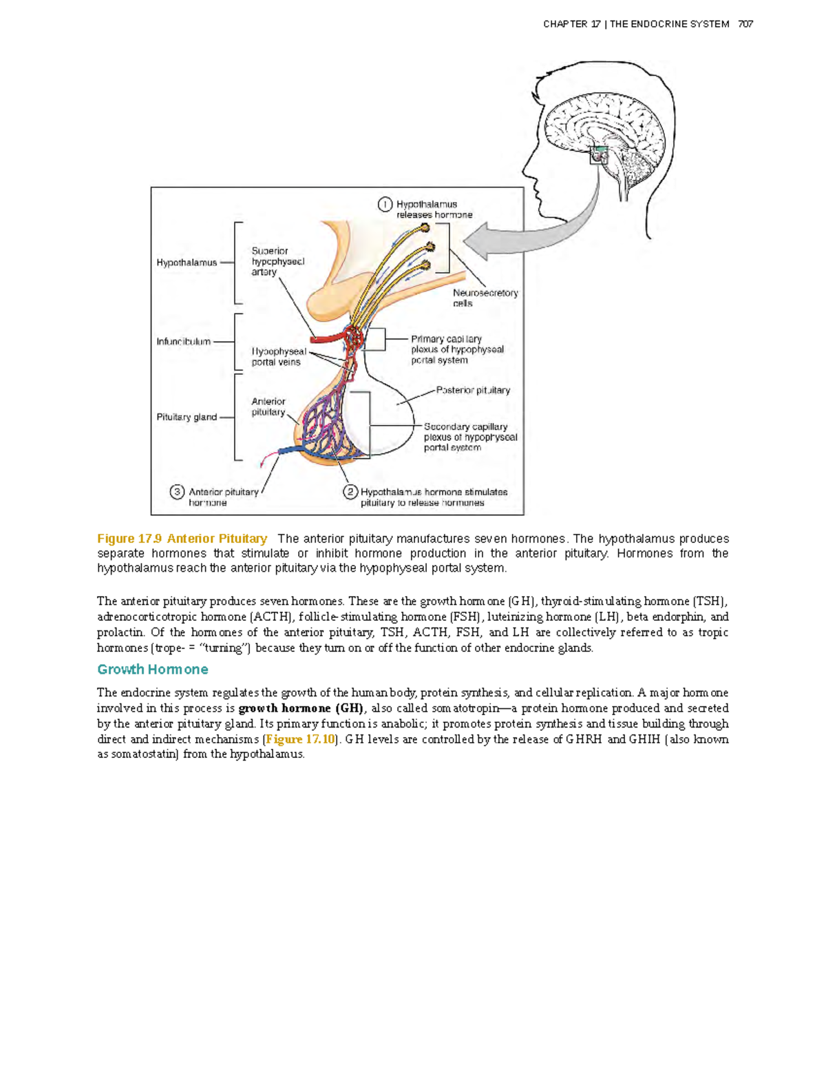 Anatomy-physiology-239 - Figure 17 Anterior Pituitary The Anterior ...