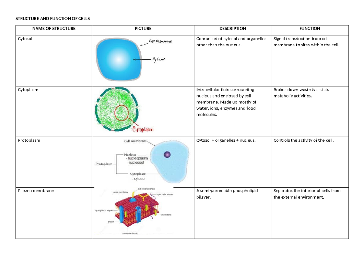 Table of Organelles - STRUCTURE AND FUNCTION OF CELLS NAME OF STRUCTURE ...