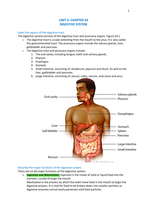 Urinary System - UNIT 7: CHAPTER 26 URINARY SYSTEM Name The Organs Of ...